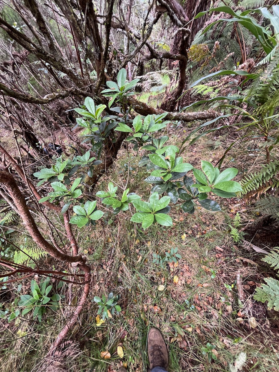 16. Pittosporum Senacia reticulatum - Bois de Joli cœur des Hauts - Pittosporacée.jpeg