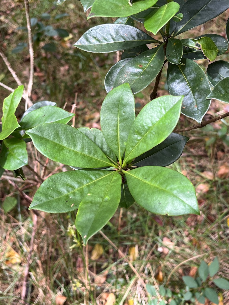 17. Pittosporum Senacia reticulatum - Bois de Joli cœur des Hauts - Pittosporacée IMG_8211.JPG.jpeg