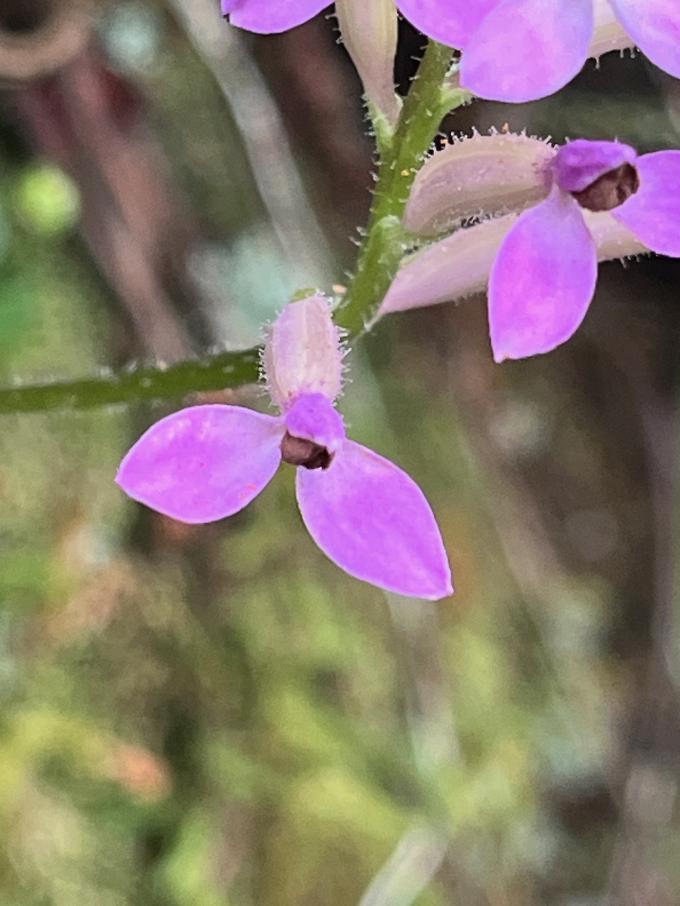 22. Cynorkis inermis - Arnottia mauritiana - orchidaceae - endémique Réunion Maurice. IMG_8218.JPG.jpeg