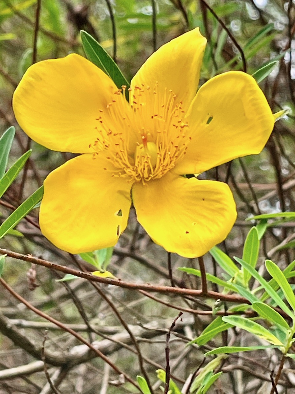 24. Hypericum lanceolatum lanceolatum - Fleur jaune des bas - Descriptifs IMG_8229.JPG.jpeg