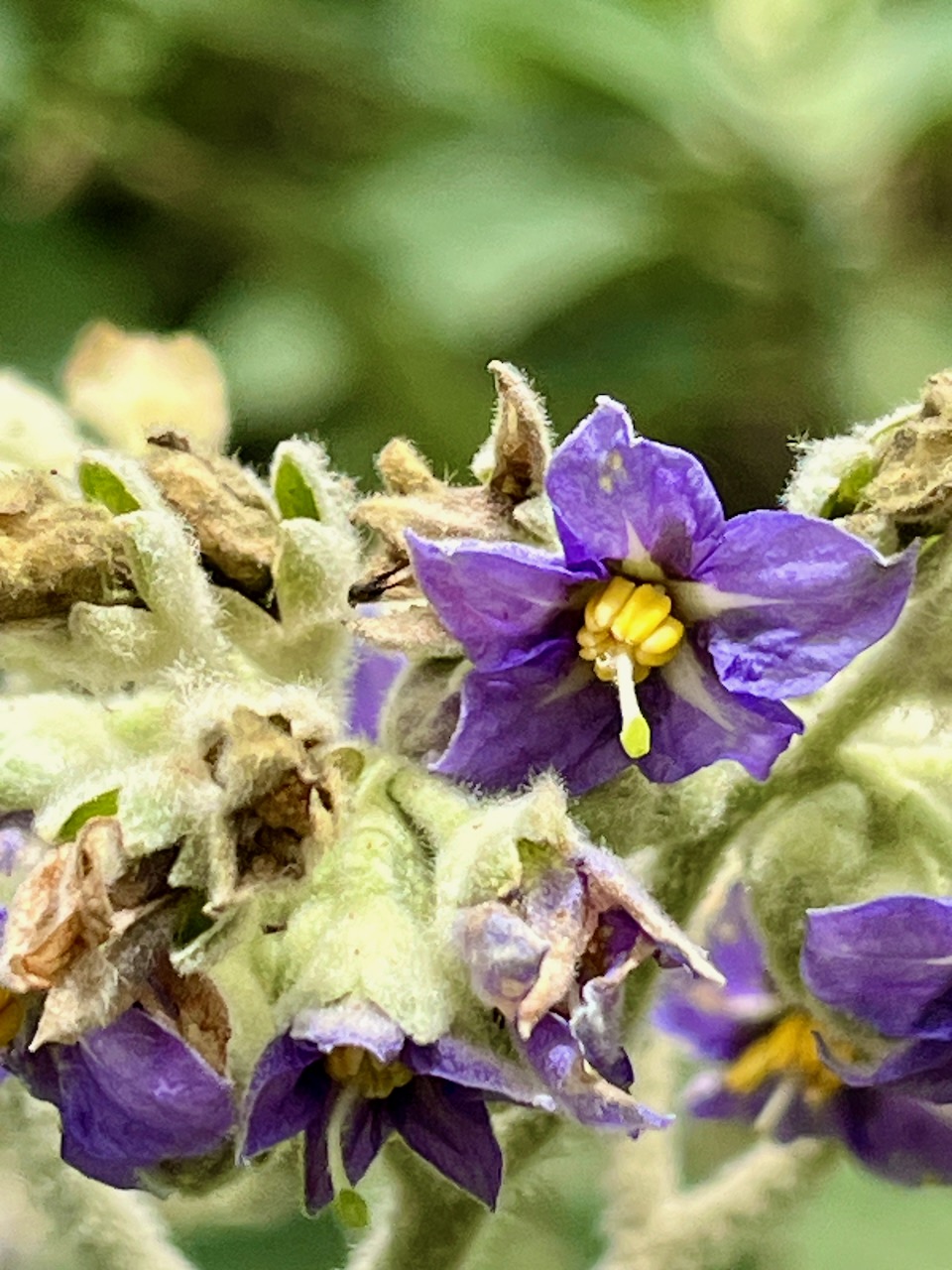 26. Fleur de Bringellier - Solanum mauritianum- Solanacée - Exo IMG_8232.JPG.jpeg