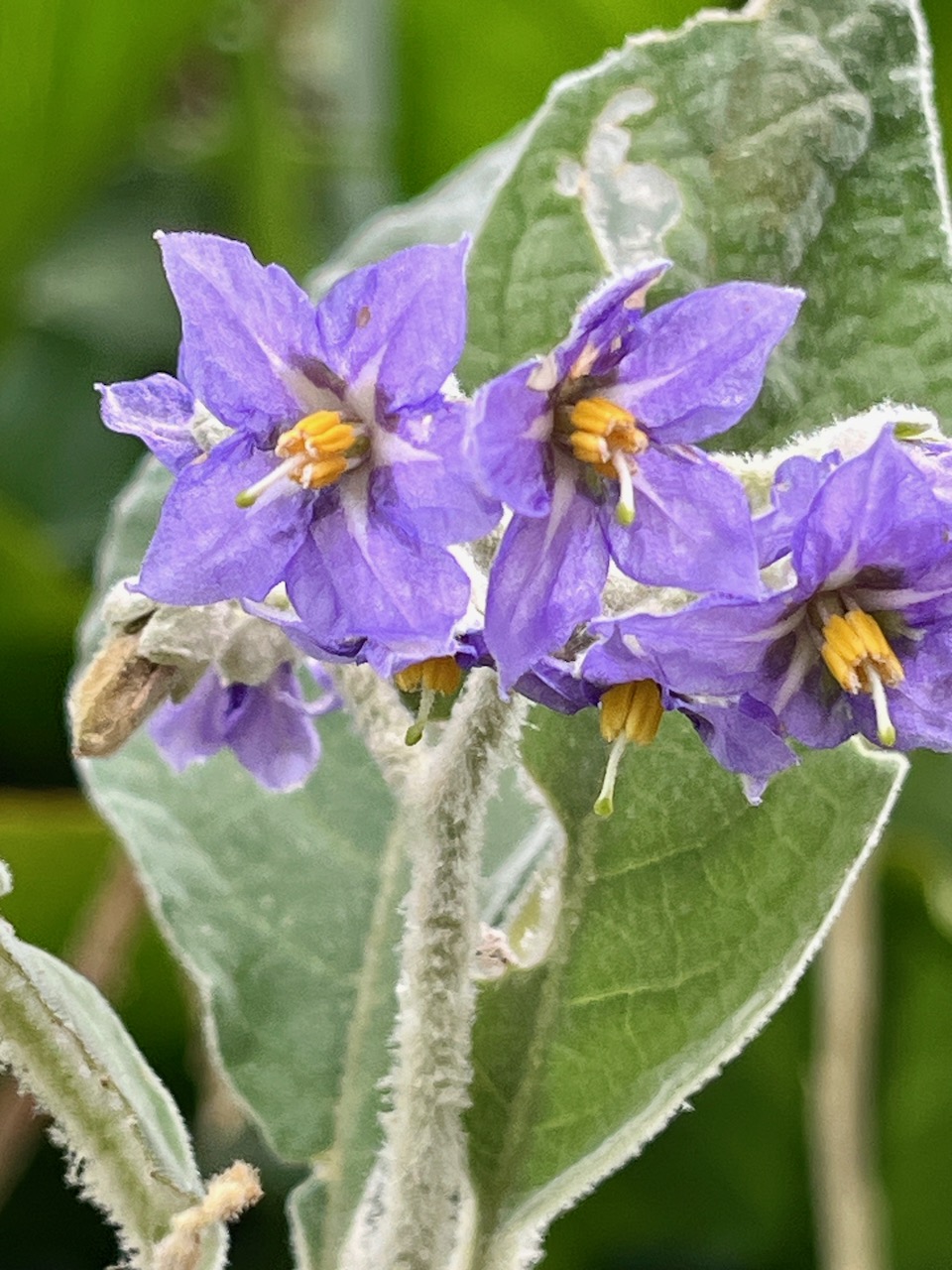 26b . Fleur de Bringellier - Solanum mauritianum- Solanacée - Exo IMG_8247.JPG.jpeg