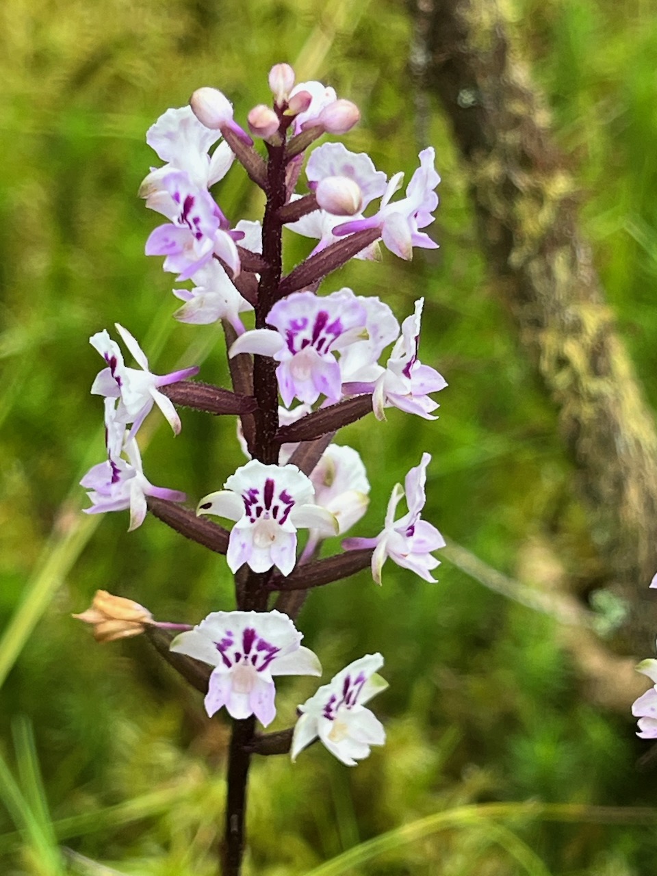 28. Cynorkis squamosa (Poir.) Lindl. - Ø - Orchidaceae - Endémique Réunion Maurice  IMG_8255.JPG.jpeg