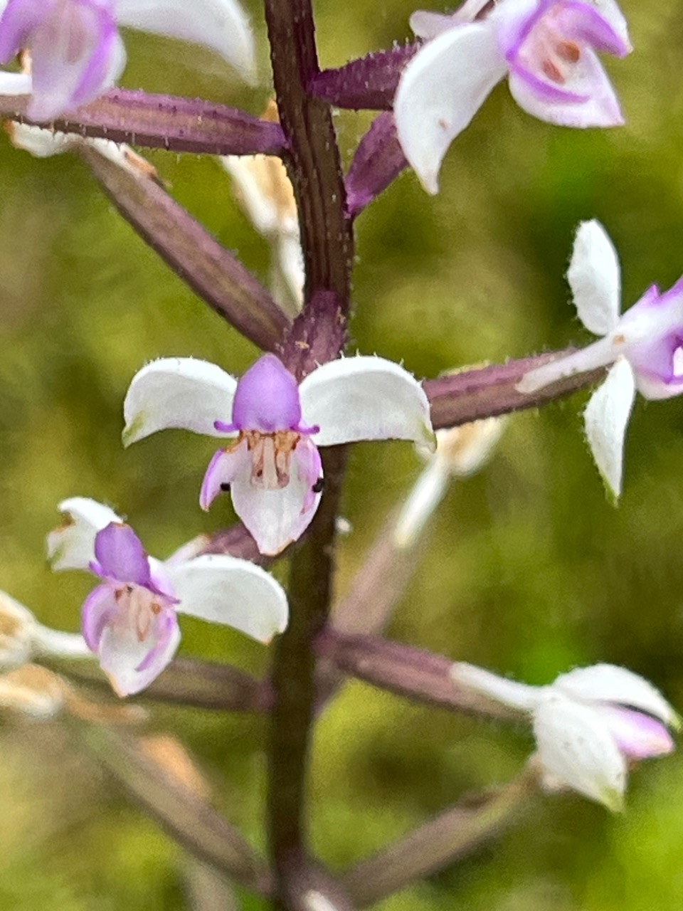 30. Cynorkis ridleyi - Ø - Orchidaceae - indigène. IMG_8257.JPG.jpeg