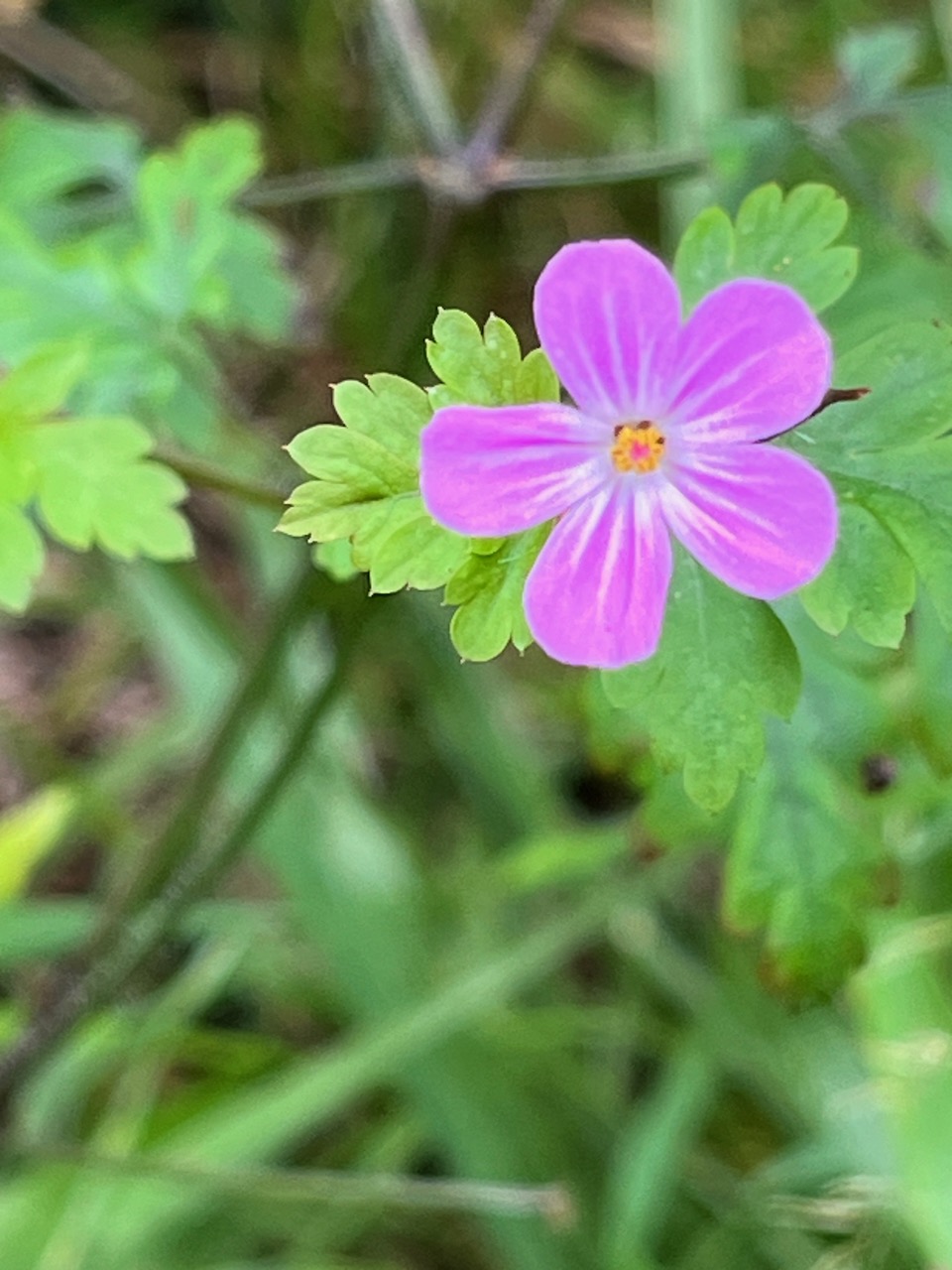 33. Fleur Geranium robertianum L. - Herbe à Robert - Geraniaceae - Endémique Réunion et île MauriceIMG_8260.JPG.jpeg