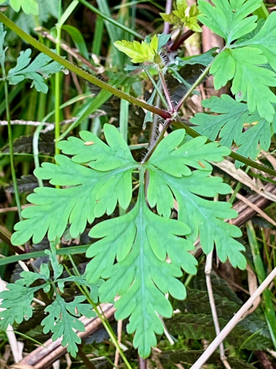 34. Feuille Geranium robertianum L. - Herbe à Robert - Geraniaceae - Endémique Réunion et île Maurice IMG_8263.JPG.jpeg