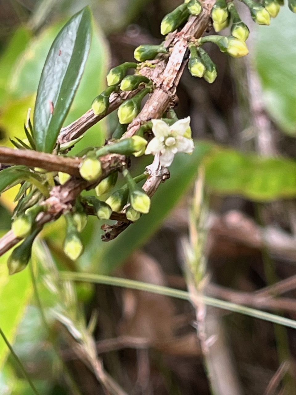 43. Fleur Geniostoma angustifolia - Bois de piment, bois de rat, petit bois cassant.jpeg