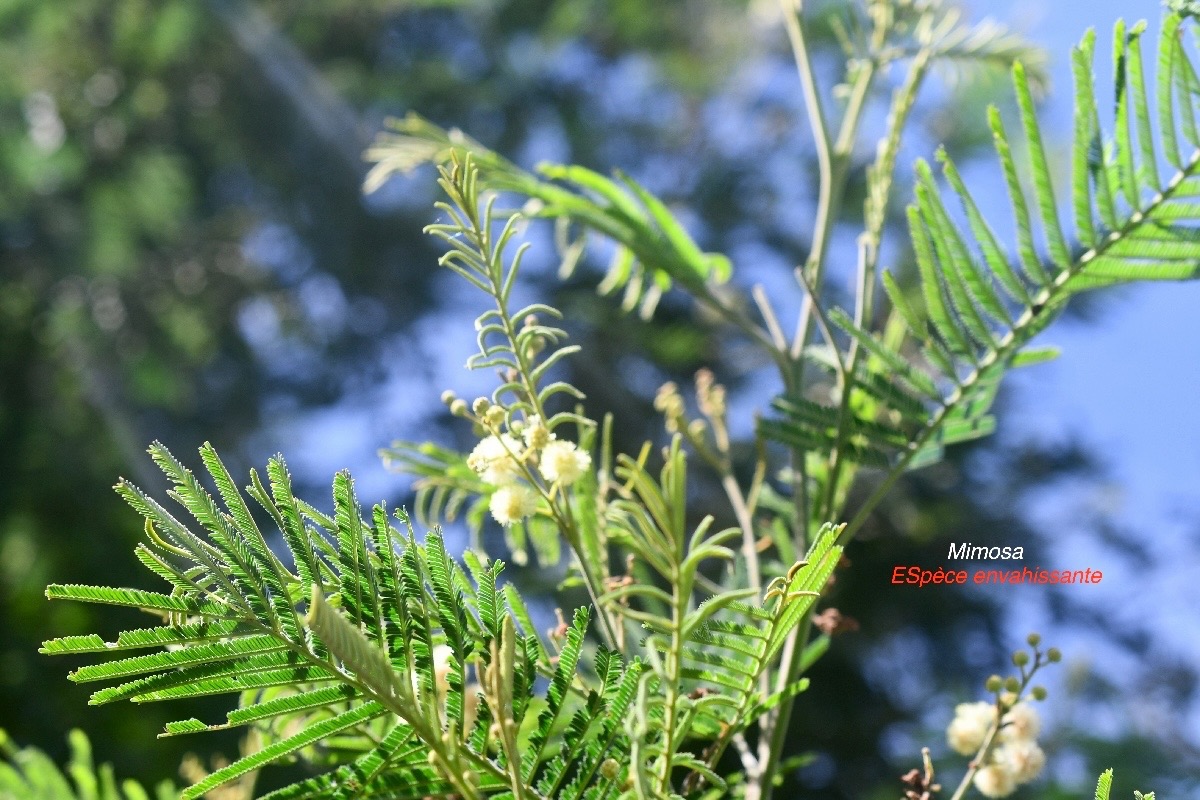 Acacia mearnsii Mimosa Fabaceae E E 226.jpeg