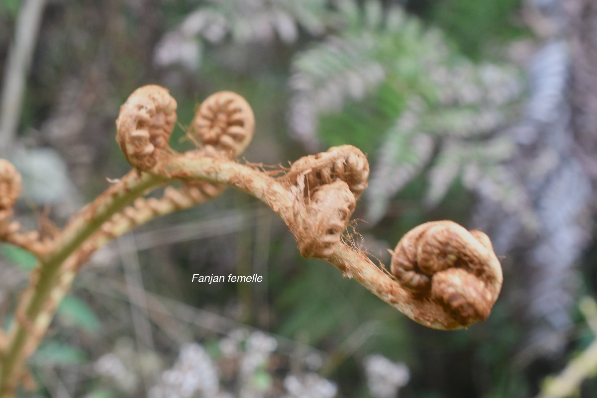 Alsophila glauca Fanjan femelle Cyatheaceae  Endémique La Réunion311.jpeg