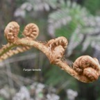 Alsophila glauca Fanjan femelle Cyatheaceae  Endémique La Réunion311.jpeg