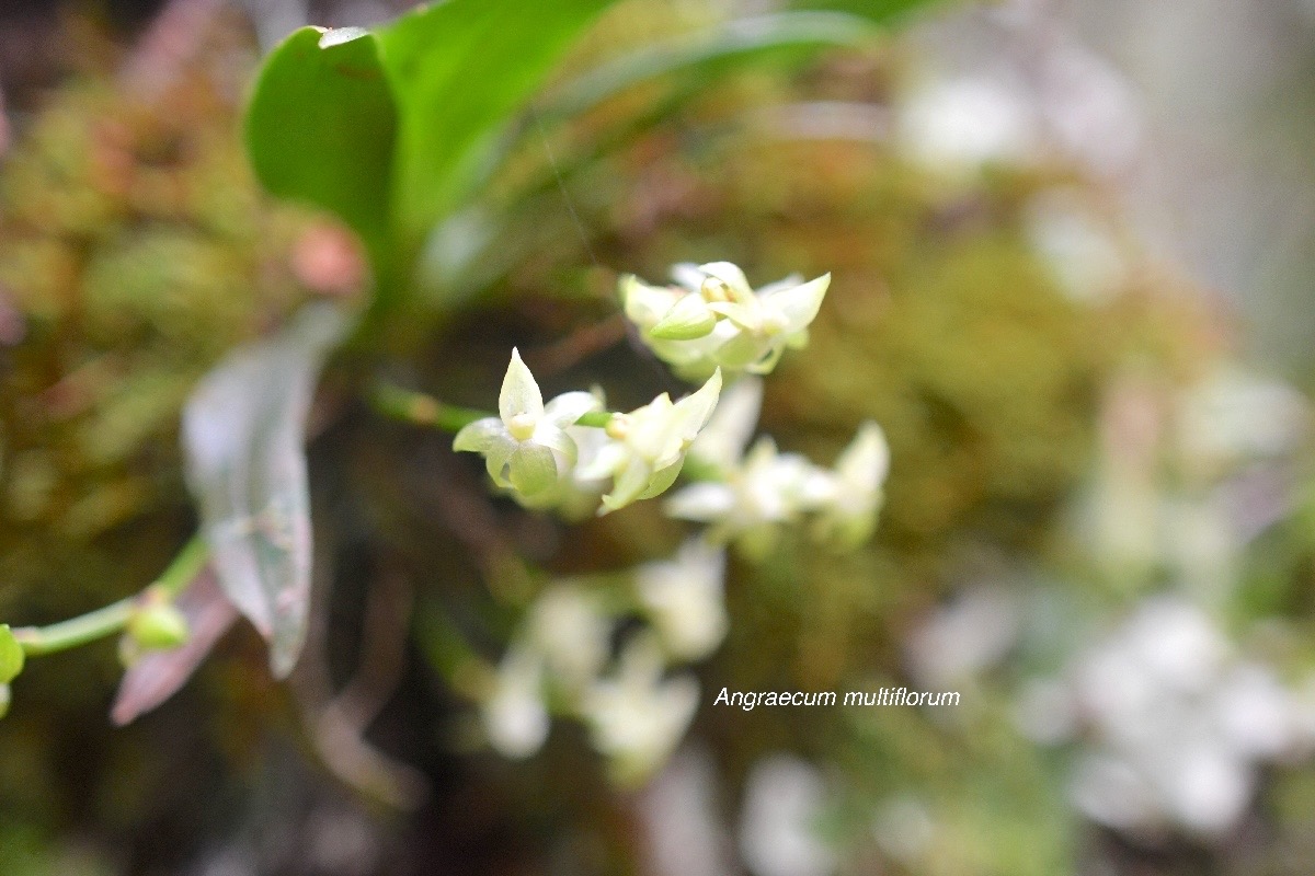 Angraecum multiflorum Orchidacea e Indigène La Réunion 345.jpeg