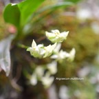 Angraecum multiflorum Orchidacea e Indigène La Réunion 345.jpeg