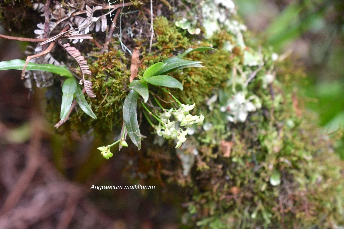 Angraecum multiflorum Orchidacea e Indigène La Réunion 357.jpeg