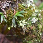 Angraecum multiflorum Orchidacea e Indigène La Réunion 357.jpeg