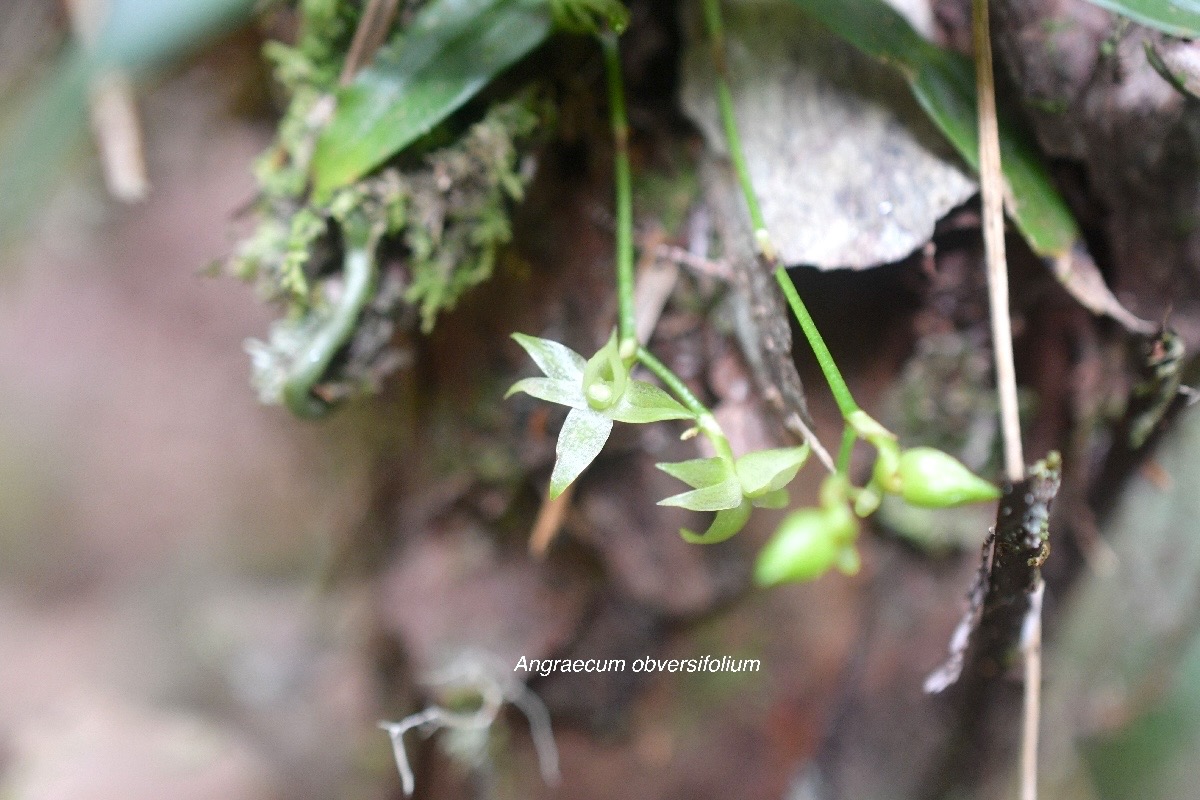 Angraecum obversifolium Orchidace ae Indigène La Réunion 278.jpeg