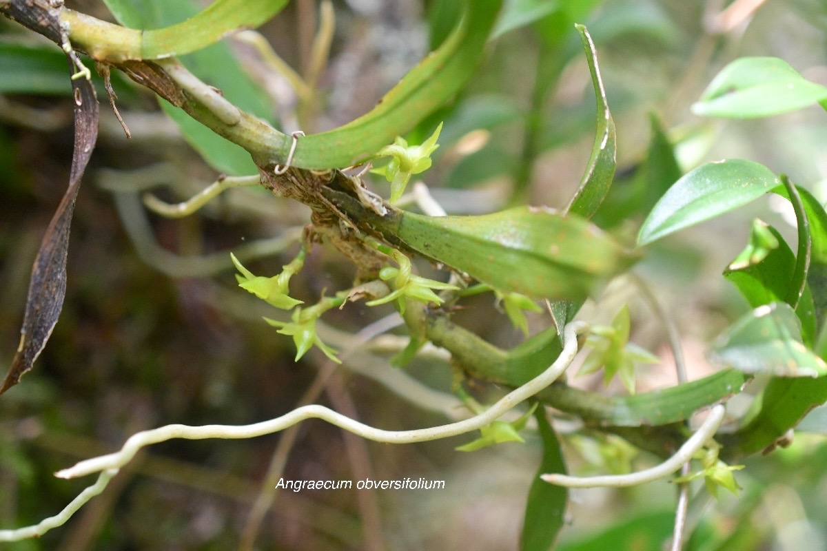 Angraecum obversifolium Orchidaceae Indigène La Réunion 282.jpeg