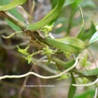 Angraecum obversifolium Orchidaceae Indigène La Réunion 282.jpeg