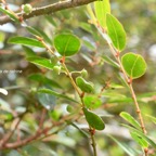 Phyllanthus phillyreifolius Bois de cafrine Phyll anthaceae Endémique La Réunion, Maurice 315.jpeg