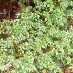 Pilea urticifolia Persil marron Urtic aceae Endémique La Réunion 372.jpeg