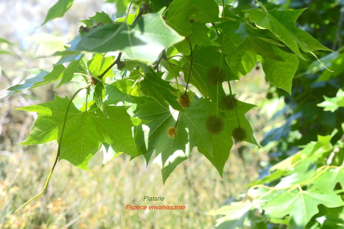 Platanus x hispanica PLatane Plantanaceae E E 227.jpeg