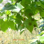 Platanus x hispanica PLatane Plantanaceae E E 227.jpeg