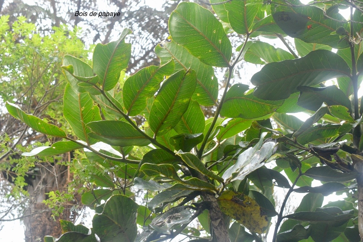 Polyscias repanda  Bois de papaye Aral iaceae Endémique La Réunion 343.jpeg