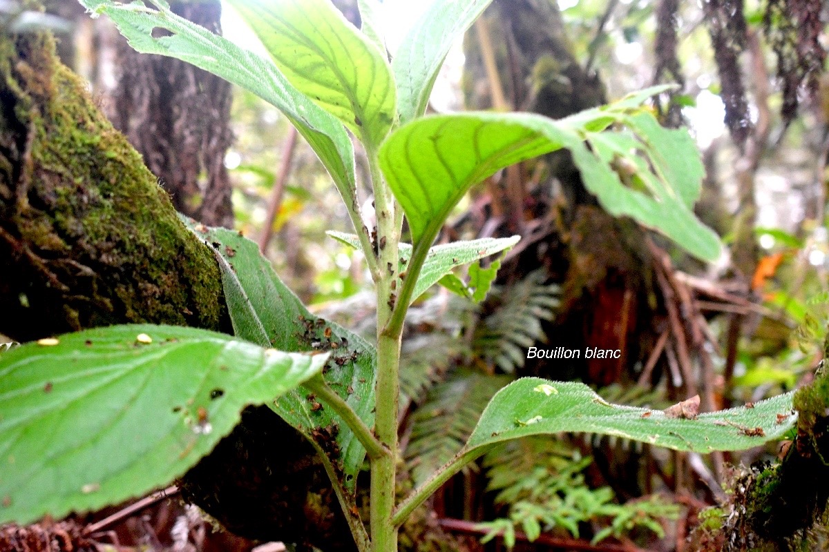 Psiadia boivinii Bouillon blanc Aste raceae Endémique La Réunion399.jpeg