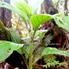 Psiadia boivinii Bouillon blanc Aste raceae Endémique La Réunion399.jpeg