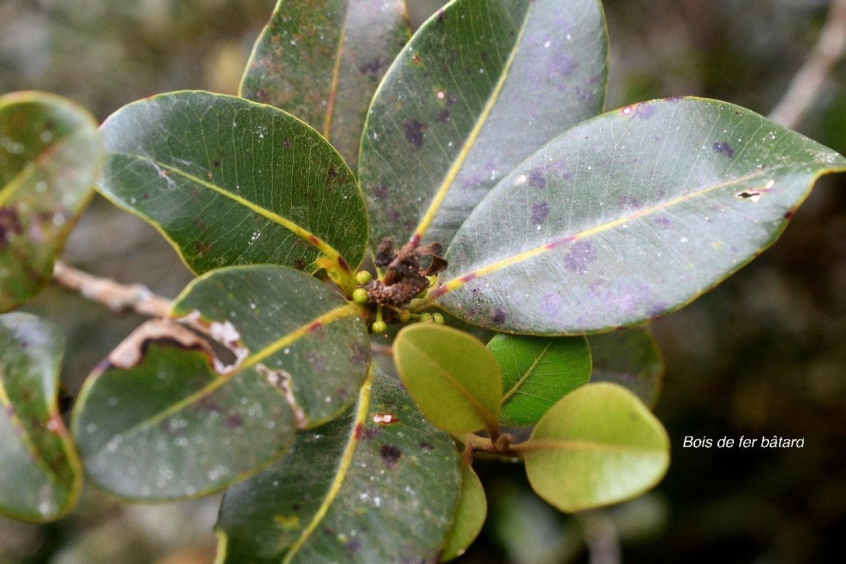 Sideroxylon borbonicum Bois de fer ba?tard  Sapotaceae Endémique La Reunion 326.jpeg