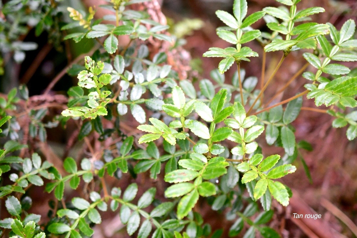 Weinmannia tinctoria Tan rouge Cunoniacea e Endémique La Réunion, Maurice 248.jpeg