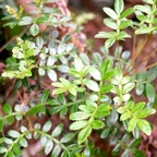 Weinmannia tinctoria Tan rouge Cunoniacea e Endémique La Réunion, Maurice 248.jpeg