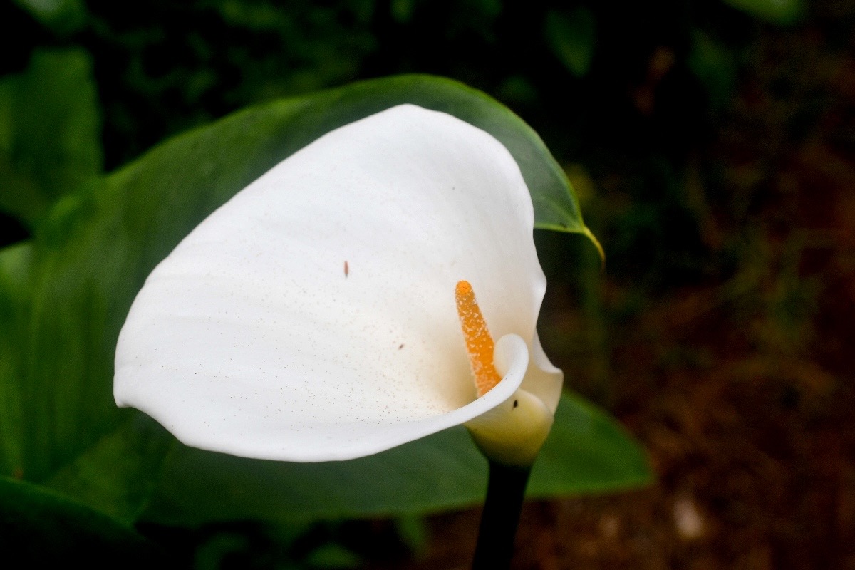 Zantedeschia aethiopica Arum Araceae E E 409.jpeg