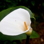 Zantedeschia aethiopica Arum Araceae E E 409.jpeg