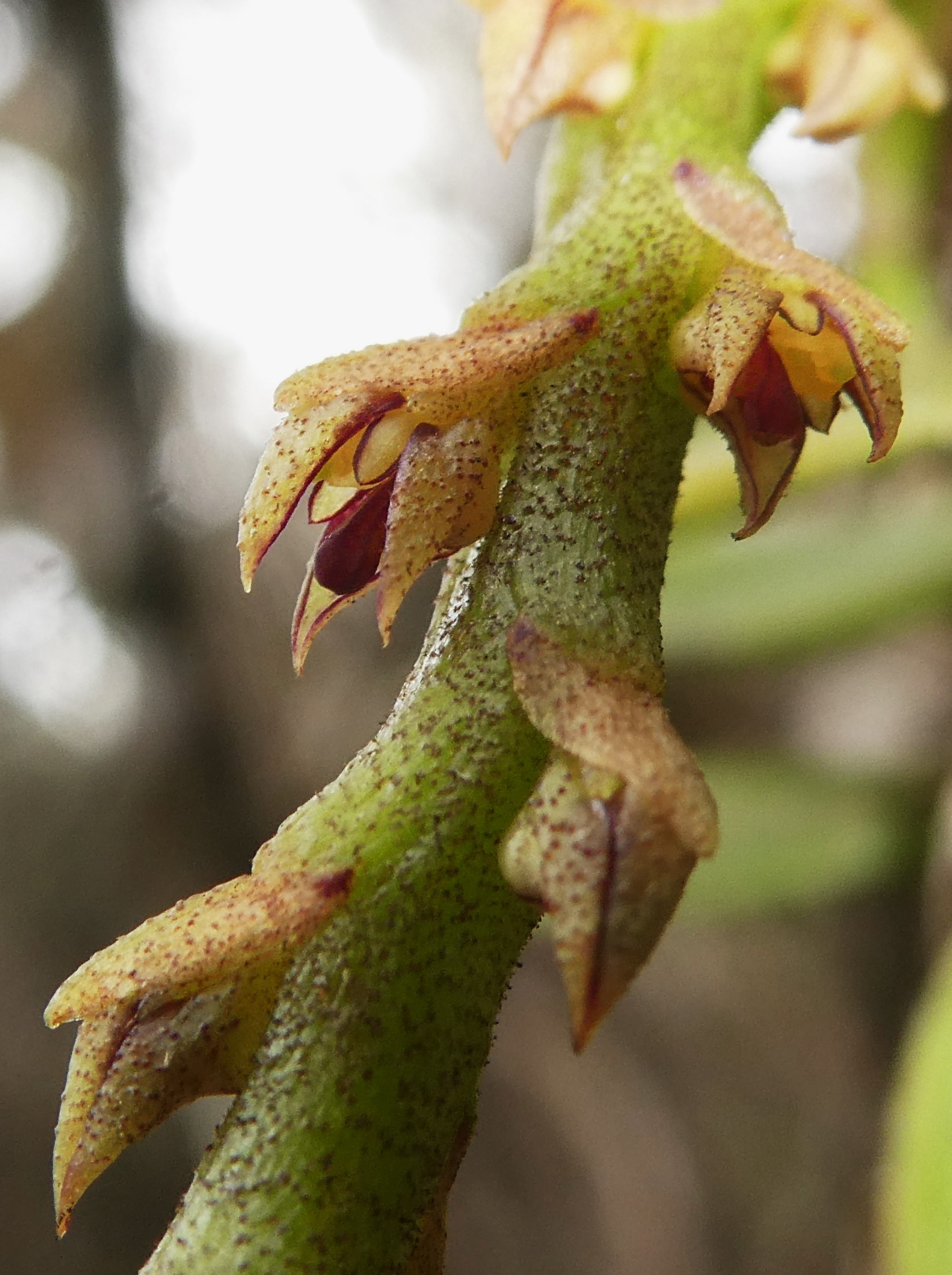 Bulbophyllum sambiranense (5).JPG