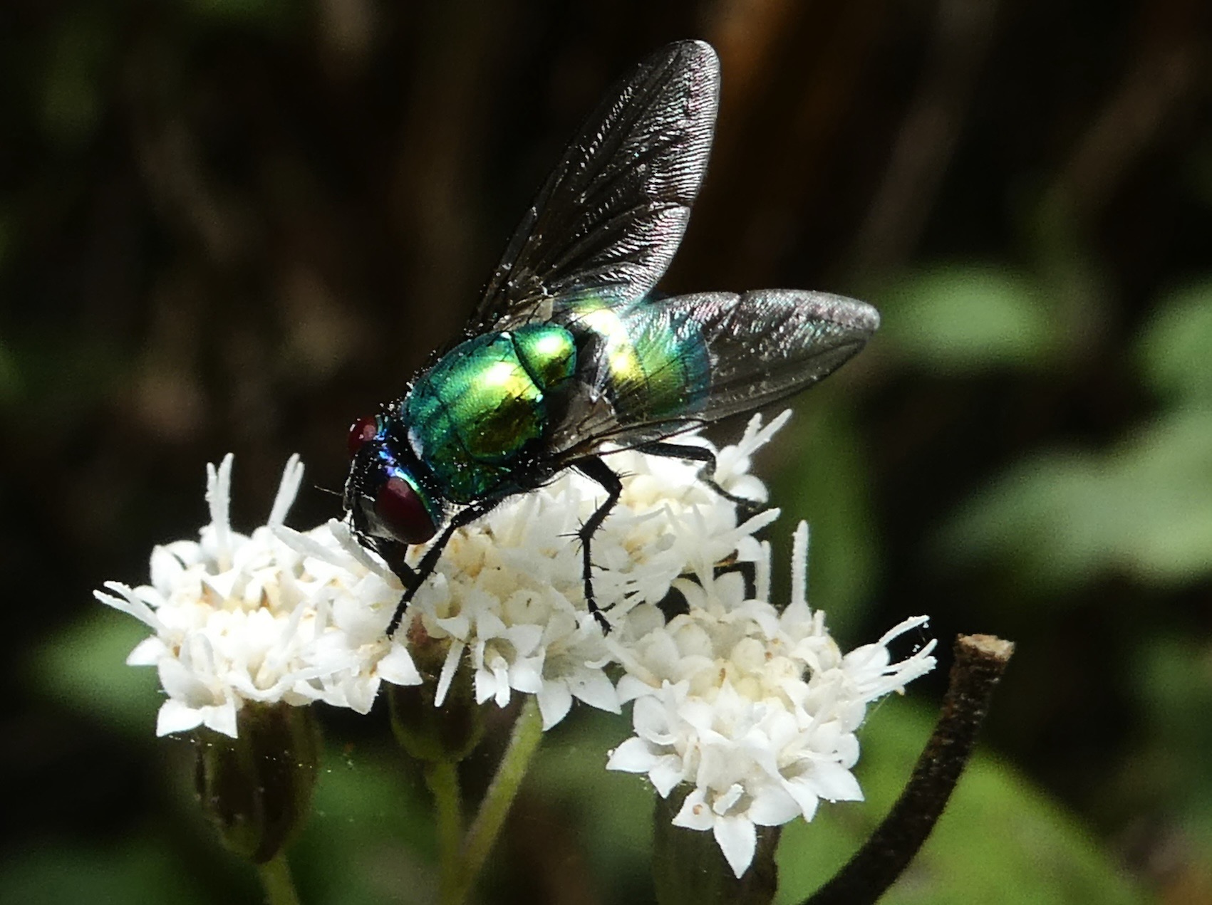 Neomyia albigena sur Ageratina riparia.JPG