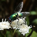 Neomyia albigena sur Ageratina riparia.JPG