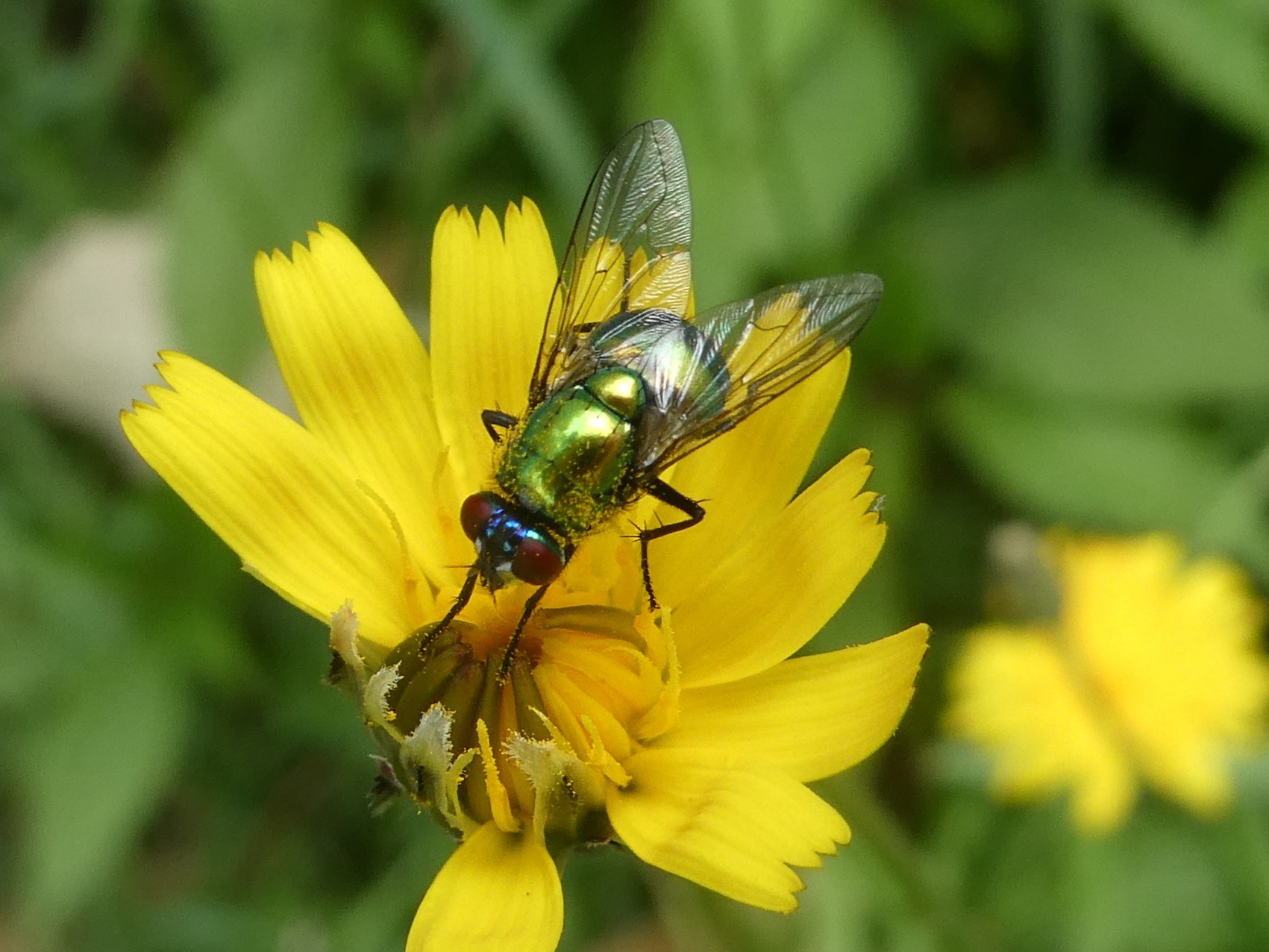 Neomyia albigena sur Hypochaeris radicata (8).JPG