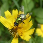 Neomyia albigena sur Hypochaeris radicata (8).JPG