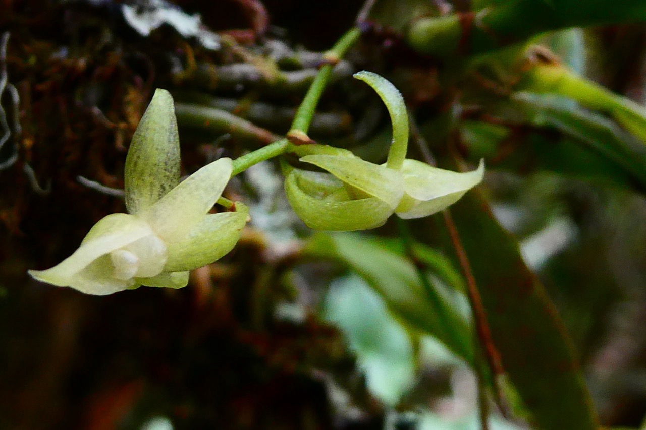 Angraecum caulescens Thouars. ? ? .orchidaceae.endémique Madagascar.Comores et Mascareignes.jpeg