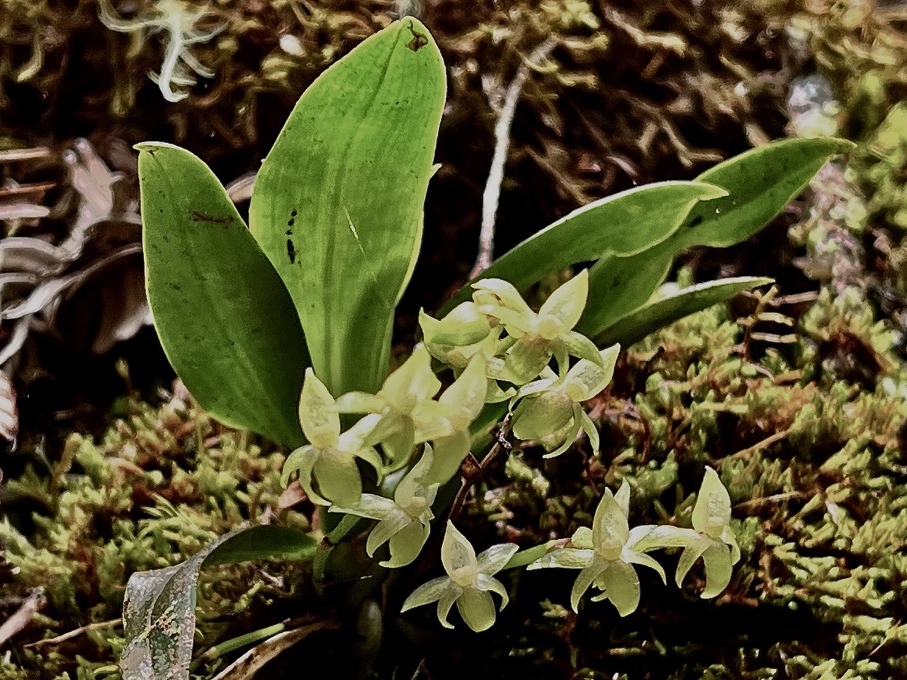 Angraecum cordemoyi.( Angraecum crassifolium dans la Flore des Mascareignes )  ? ? orchidaceae.endémique Réunion Maurice Rodrigues . (1).jpeg