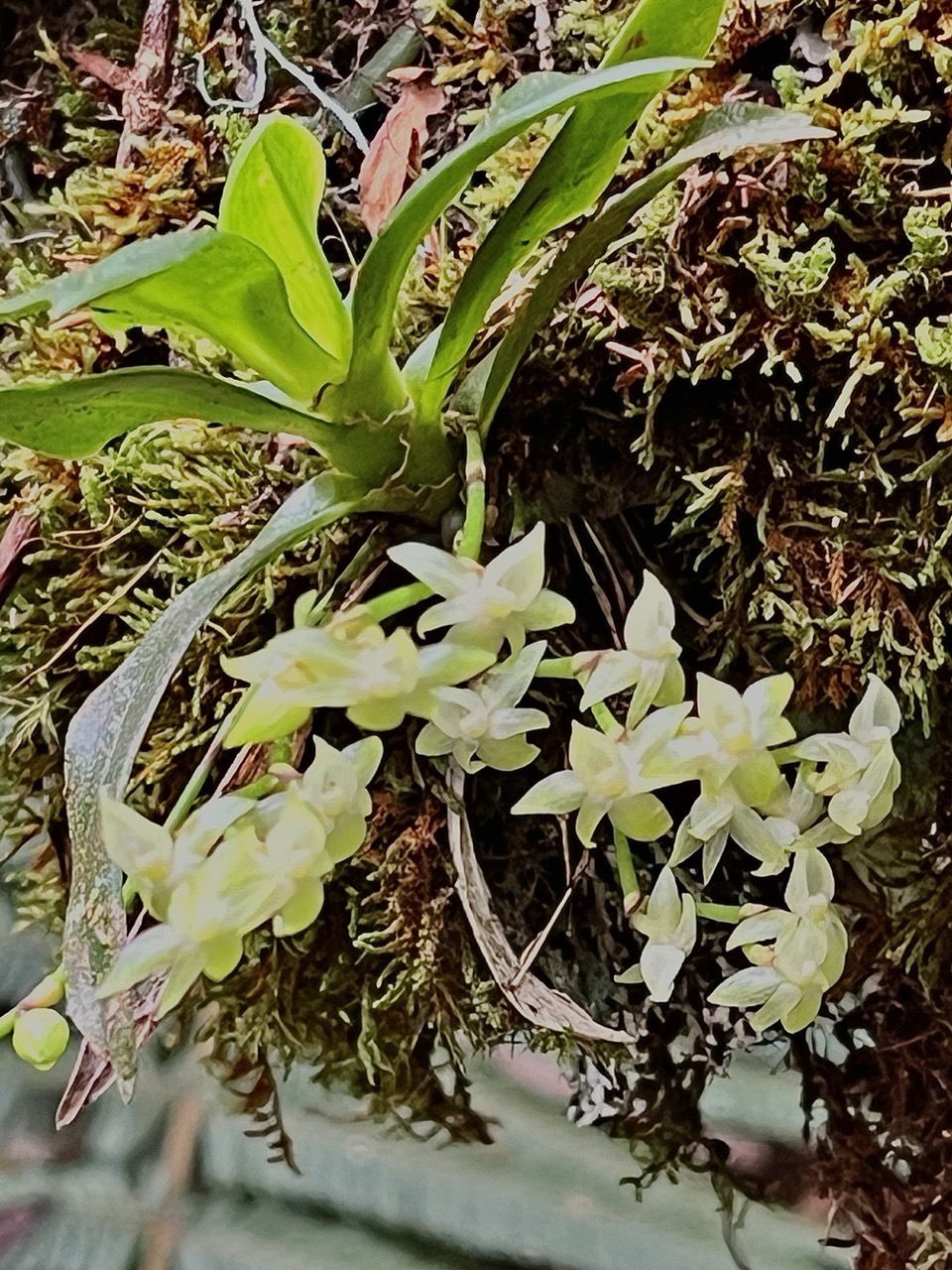 Angraecum cordemoyi.( Angraecum crassifolium dans la Flore des Mascareignes )  ? ? orchidaceae.endémique Réunion Maurice Rodrigues ..jpeg