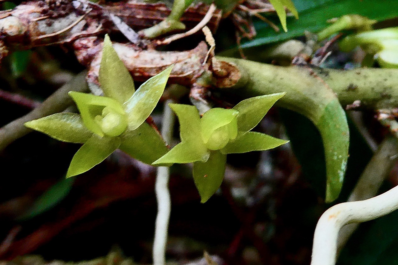 Angraecum costatum  orchidaceae. endémique Réunion (1).jpeg