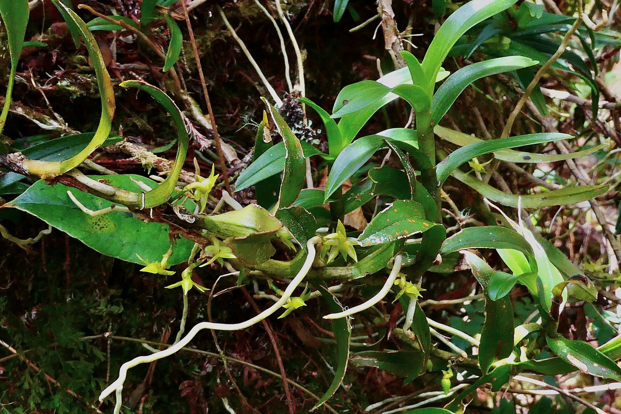 Angraecum costatum  orchidaceae. endémique Réunion.jpeg