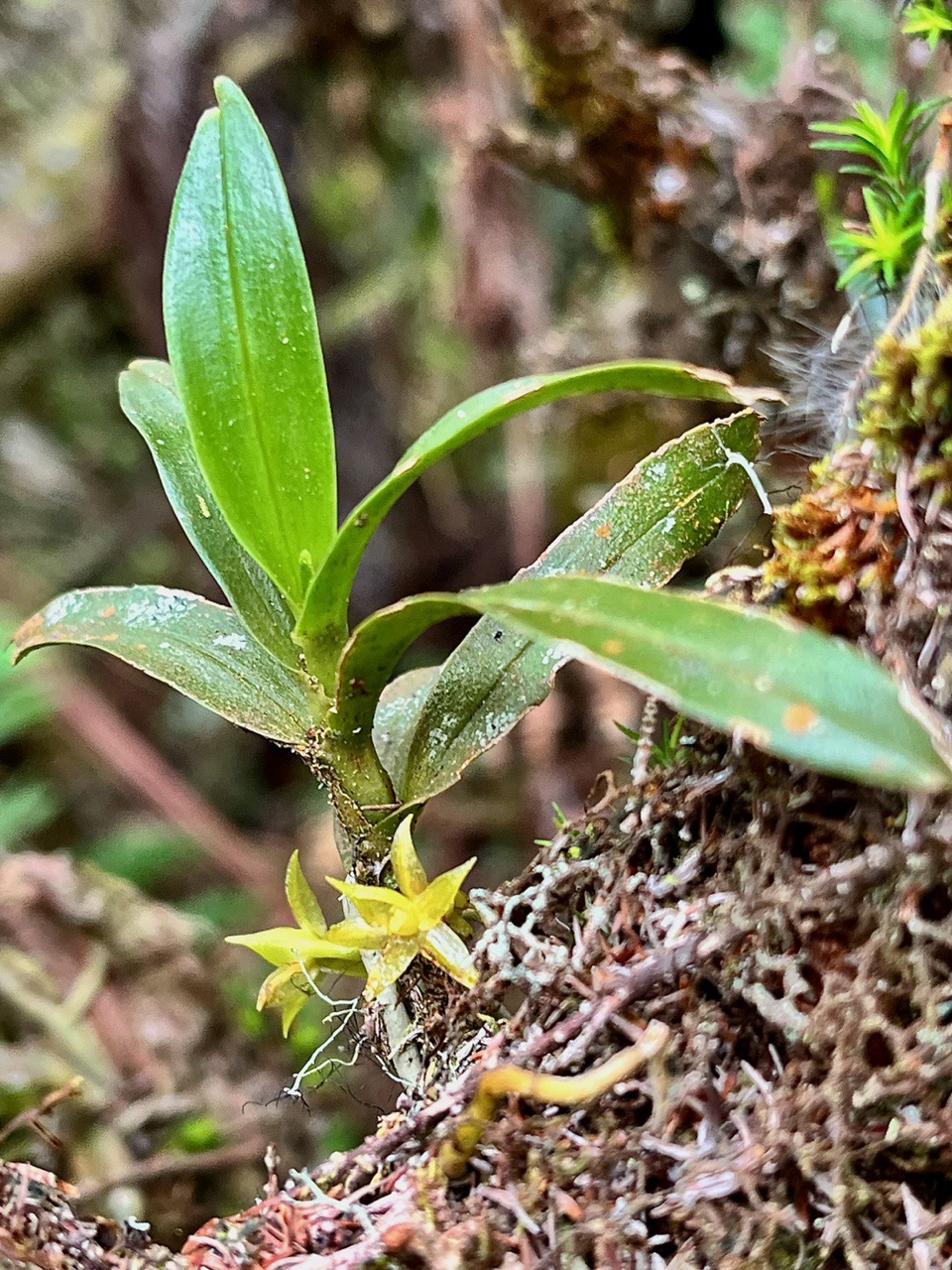 Angraecum sp ?.jpeg