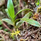 Angraecum sp ?.jpeg