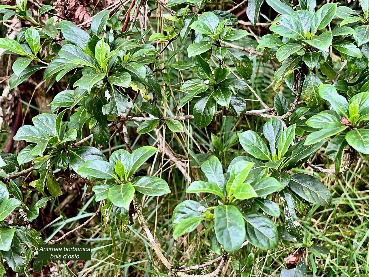 Antirhea borbonica  Bois  d’osto rubiaceae.endémique Réunion Maurice Madagascar (1).jpeg