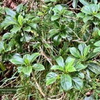 Antirhea borbonica  Bois  d’osto rubiaceae.endémique Réunion Maurice Madagascar (1).jpeg