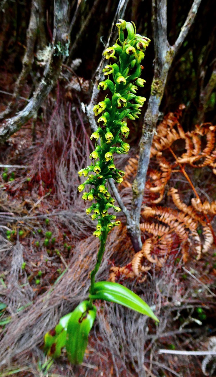 Benthamia latifolia . Benthamia Chlorantha.(Thouars) A. Rich.orchidaceae.endémique Réunion Maurice.jpeg