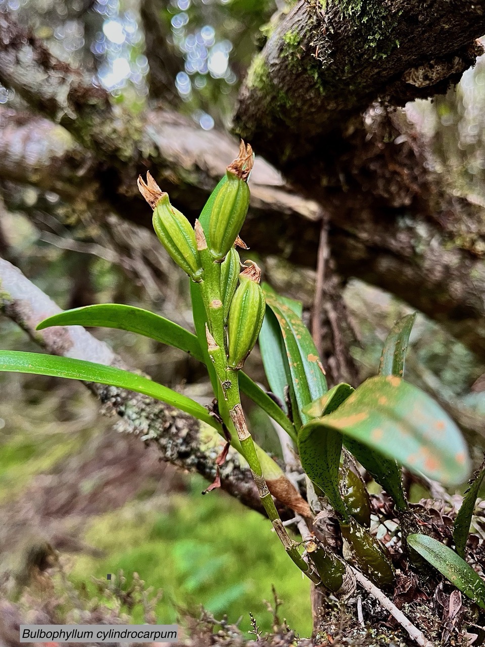 Bulbophyllum cylindrocarpum Frapp.  ( avec fruits ) orchidaceae.endémique Madagascar Mascareignes..jpeg