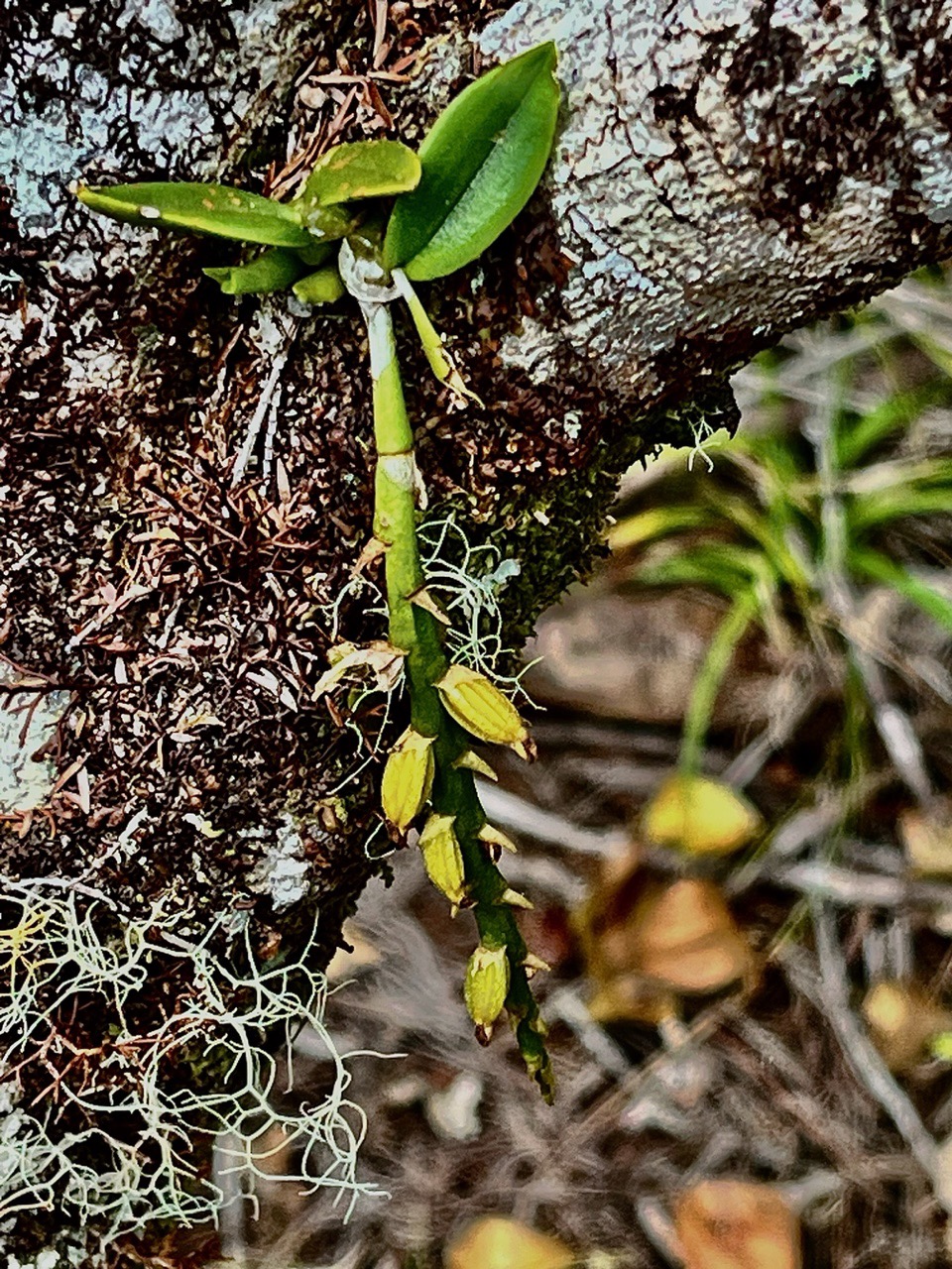 Bulbophyllum sambiranense Jum. et H. Perrier.orchidaceae.endémique Madgascar Mascareignes.jpeg